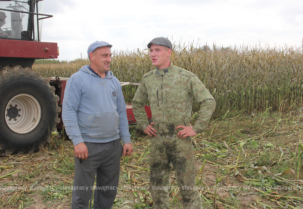 Сяргей Гуліцкі і Аляксей Ермалінскі вядуць нарыхтоўку зялёнай масы