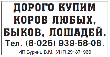 Дорого купим коров, быков, лошадей