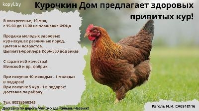 Курочкин Дом предлагает здоровых привитых кур!