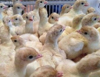 Продам индюшат