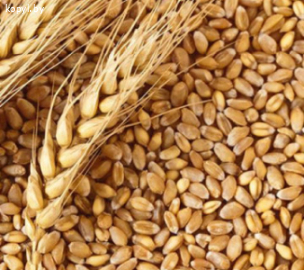Продам зерно (пшеница,ячмень). Доставка