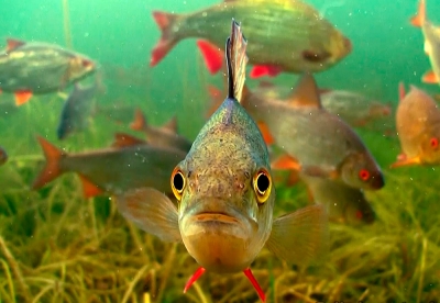 Нажмите для предварительного просмотра изображения