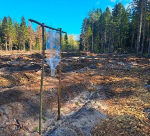 Загадочные конструкции в лесу: раскрываем тайну феромонных ловушек