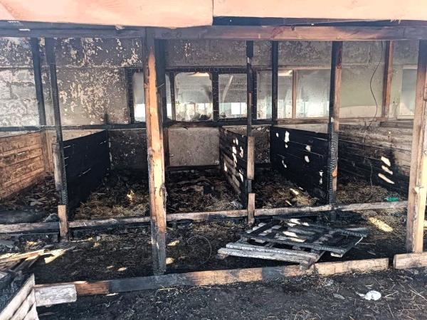 При пожаре на ферме погибли телята