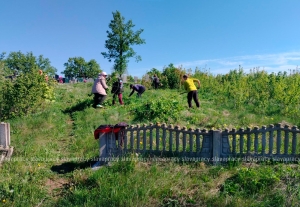 Кусторезы против зарослей: Копыльский опытный лесхоз поддержал порядок в Дусаевщине