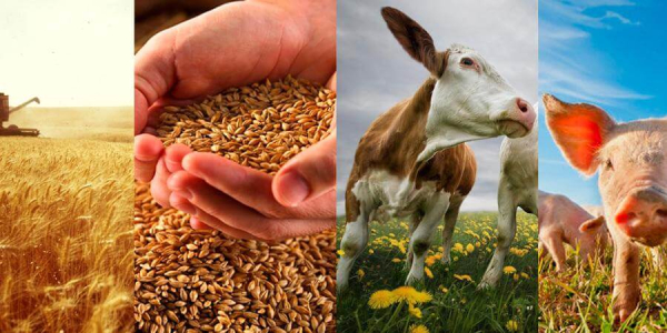 Сколько и чего произведено в Копыльском районе