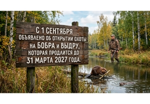 Внимание охотникам! С 1 сентября правила добычи бобра и выдры ужесточили