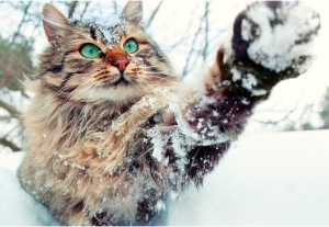 Температура все ниже и ниже: Рябов рассказал о наступлении зимы и морозах до -7°С