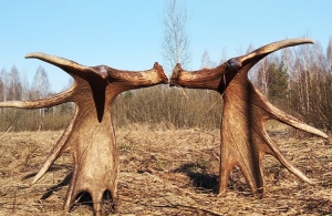 Сбор сброшенных рогов в Беларуси не является браконьерством, если соблюдать правила природопользования
