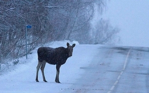 Столкновение неизбежно? Что делать, если на дороге лось