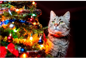 Главная елка Минской области: cтало известно, где установят самую высокую красавицу