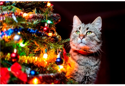 Нажмите для предварительного просмотра изображения