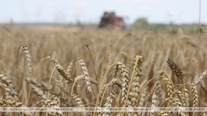 Убрано 94% площадей: с какими показателями Беларусь завершает жатву?