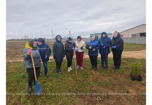 Вклад в экологию: администрация ОАО «Семежево» активно приняла участие в посадке молодых елей