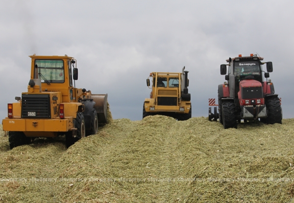 Не силос, а золото: 100 000 тонн зерна кукурузы собрано на Минщине – что с ним делают дальше?