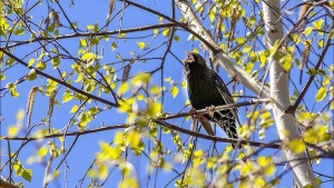 Пернатые вестники весны: кто из птиц уже вернулся в Беларусь и почему за ними стоит понаблюдать