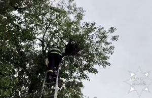 Копыльские спасатели пришли на помощь совенку