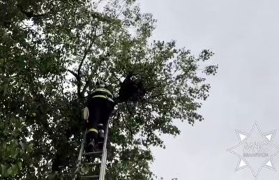 Копыльские спасатели пришли на помощь совенку