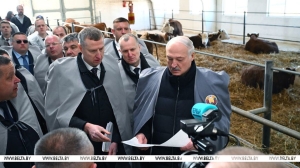 Белорусские животноводы нащупали "золотую жилу". Александр Лукашенко изучил точки роста и поручил ускориться