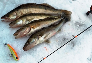 Вне рабочего станка – как наладчик из Копыля отдыхает душой на зимней рыбалке