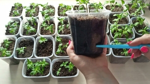 Уход за рассадой: советы искусственного интеллекта