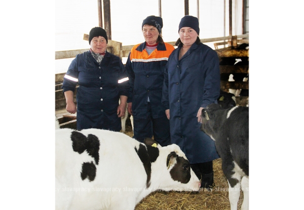 Мини-завод по производству молока: как работает новый комплекс «Красный Партизан» на Копыльщине