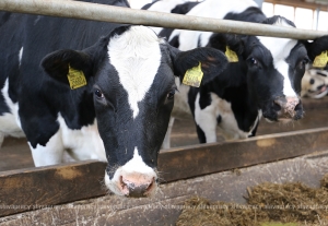 На контроле — каждый теленок: прокуратура Копыльского района проверяет условия содержания скота