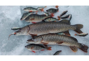 Нерестовая пауза: с 1 марта в Беларуси вводится запрет на ловлю щуки