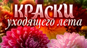 Пик цветения! Ботанический сад покажет редкую коллекцию из 200 сортов георгин