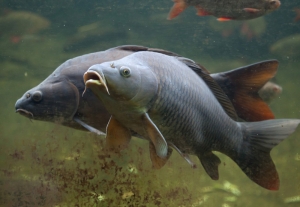 Спасаем рыбу зимой: почему нельзя рыбачить на зимовальных ямах?