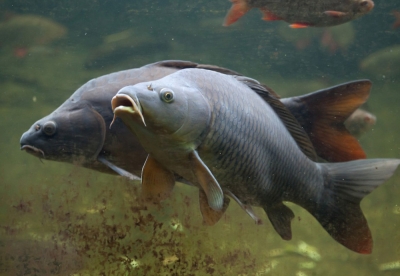 Спасаем рыбу зимой: почему нельзя рыбачить на зимовальных ямах?