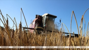  Беларусь собрала свыше 10,7 млн тонн зерна, рапса и кукурузы