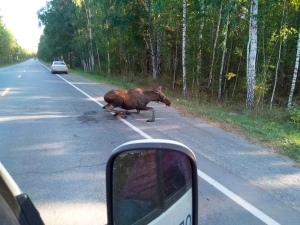 Что делать, если попали в ДТП с диким животным?