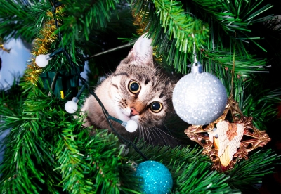 Нажмите для предварительного просмотра изображения