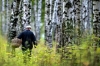 Яркая куртка, фонарик и номера в памяти: копыльский участковый рассказал, как не стать жертвой тихой охоты