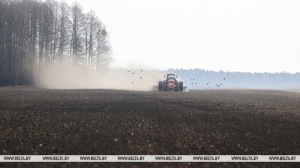 В Минской области посеяли около половины ранних яровых культур