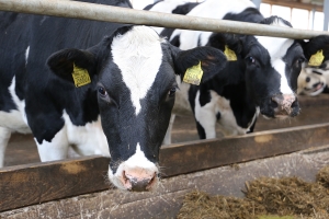 Прокуратура Копыльского района выявила грубые нарушения в содержании крупного рогатого скота