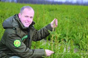 Биография новогодней елки: как в Копыльском опытном лесхозе выращивают пушистых зеленых красавиц