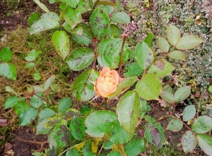 Розы в декабре? Да, и это больше не фокус, а реальность!