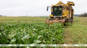Какой урожай бьет рекорды на белорусских полях? Все цифры уборочной кампании