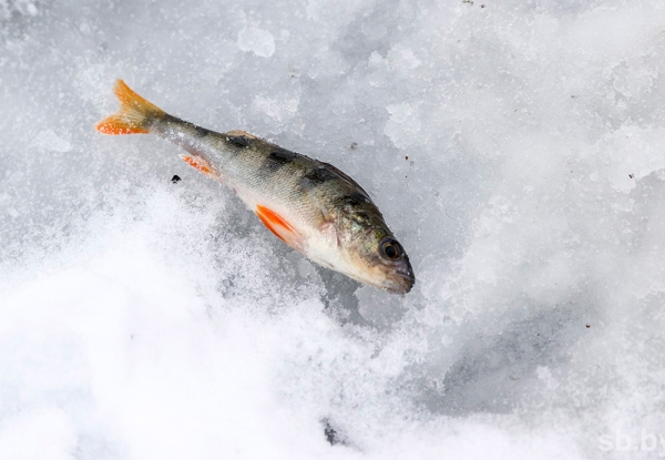 Водоем без риска – рассказываем, как избежать заморных явлений