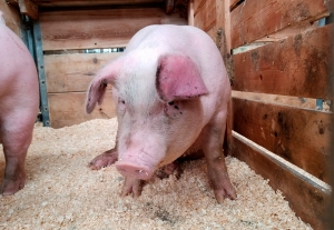 Опасность из леса: как защитить подворье от африканской чумы свиней?