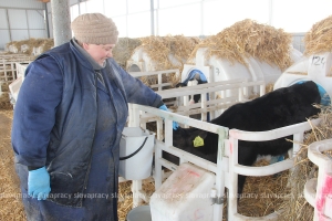 Морозный вызов: как в хозяйствах Копыльщины берегут скот