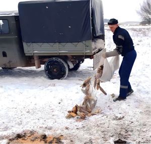 Как организована подкормка животных в охотничьем хозяйстве Копыльского опытного лесхоза