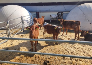 Животноводческие объекты – под контролем: где КГК выявил нарушения по подготовке к зимне-стойловому периоду