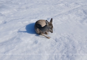 Что делать, если нашли обессиленного зверя? Гайд от Копыльской инспекции природных ресурсов