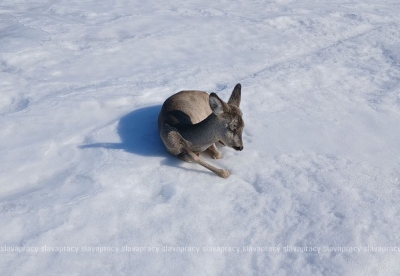 Нажмите для предварительного просмотра изображения