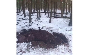 Первое возгорание в лесу в 2026 году зафиксировано в Старицком лесничестве