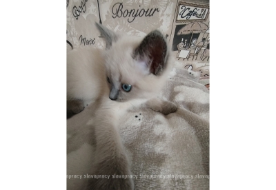 Нажмите для предварительного просмотра изображения