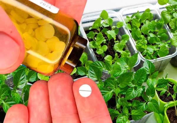 Чем угостить растения для лучшего роста? ТОП необычных советов